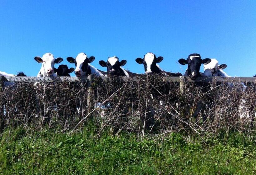 צימר Oystercatcher