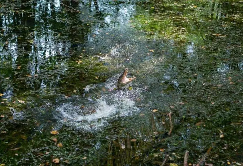Сельский отель Ara Ambigua Lodge