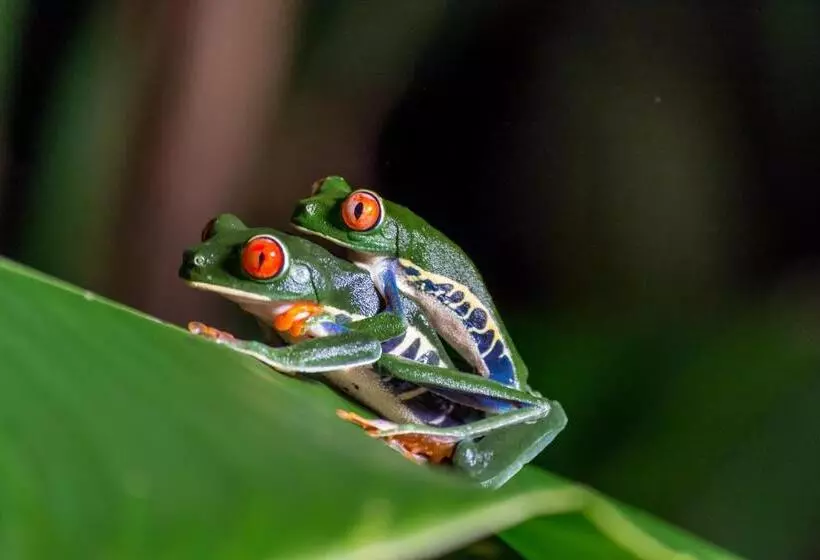 Сельский отель Ara Ambigua Lodge