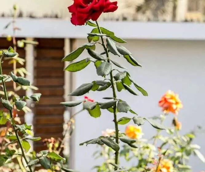 צימר Lynik La Casa De Blanca