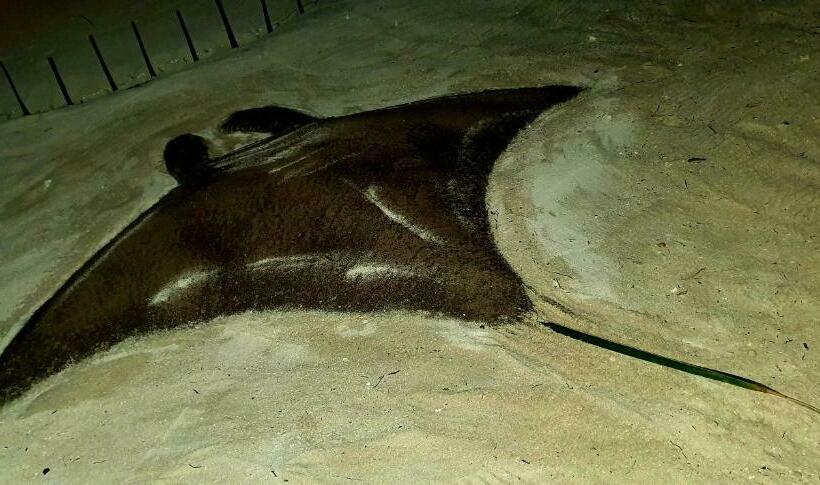 پانسیون White Sand Himandhoo