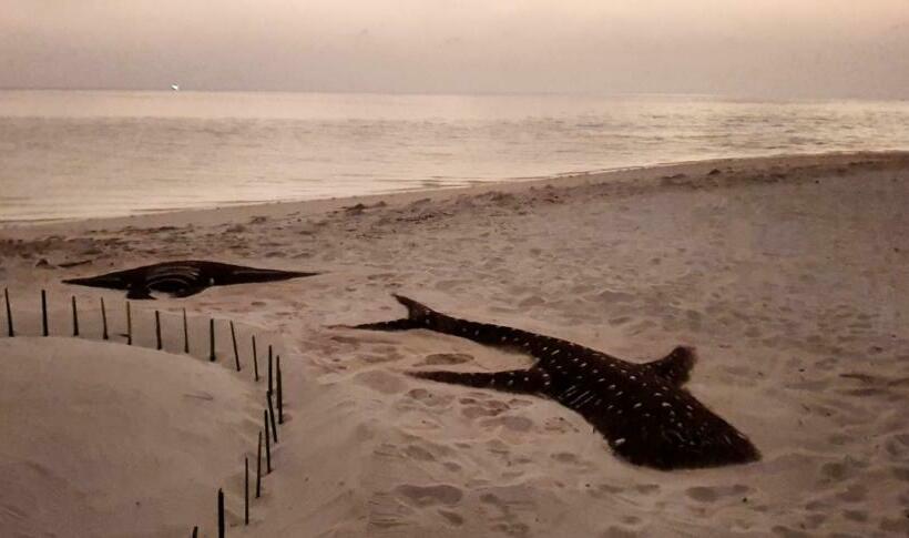 پانسیون White Sand Himandhoo