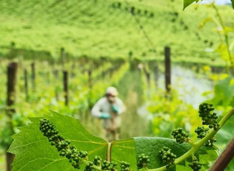 ホテル Pipas Terroir Exclusive Pousada