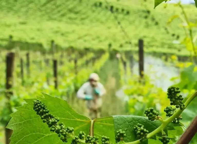 هتل Pipas Terroir Exclusive Pousada