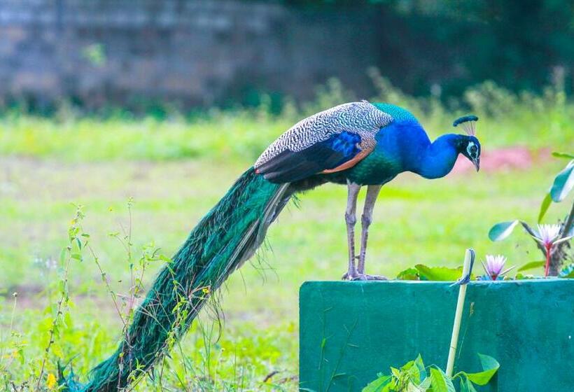 ホテル Pavona Lake