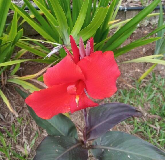 Pension Pousada Chácara Lumiar