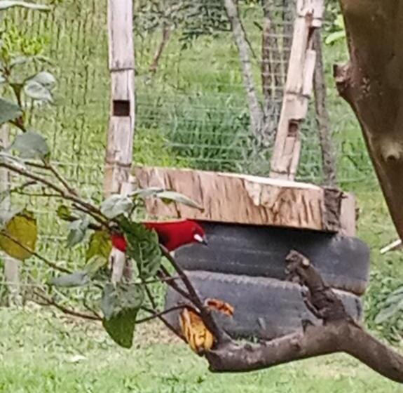 Pension Pousada Chácara Lumiar