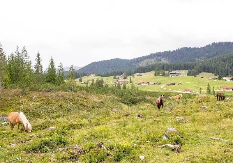 فندق Haus Wildbach