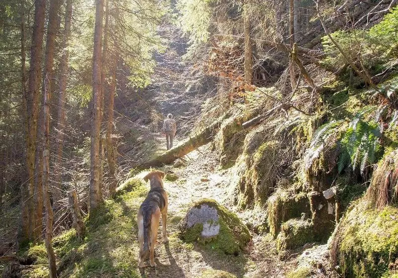 فندق Haus Wildbach