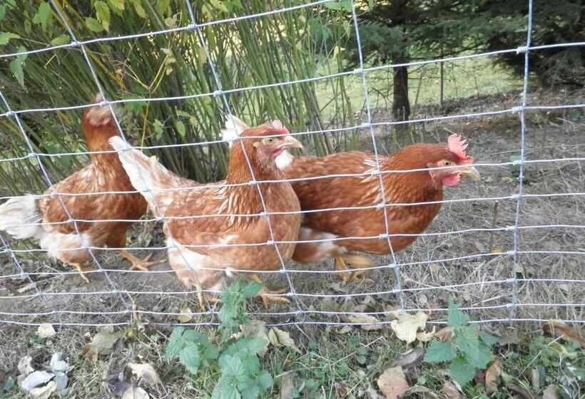 酒店 Bio Bauernhof Haunschmid