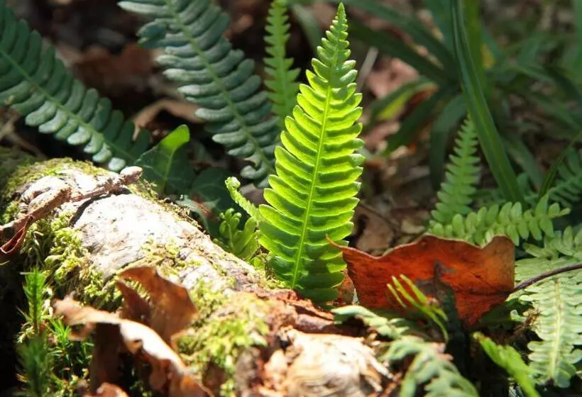 Отель Eco Salvador