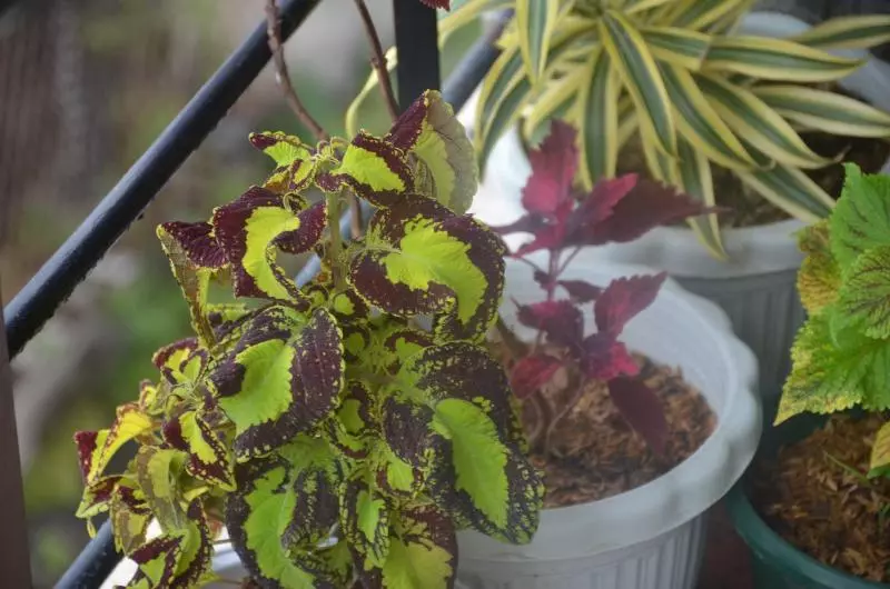 Hotel La Gloria Residence Inn