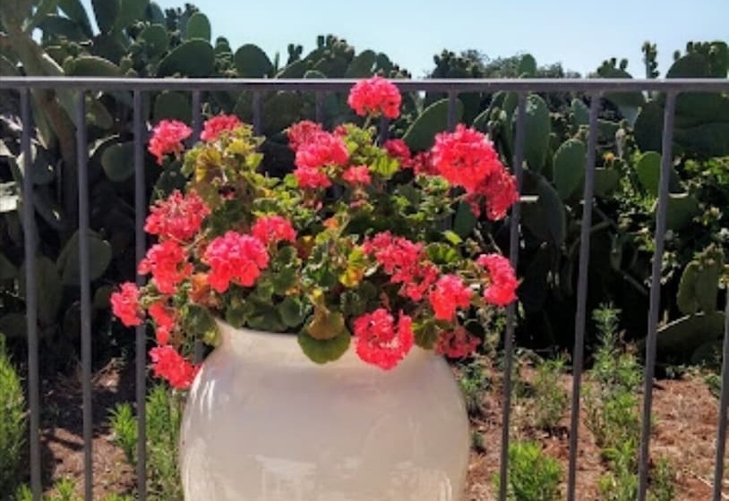 פנסיון Room In B&b   Spacious Quadruple Room In Ancient Masseria Near The Sea In A Quiet Olive Trees