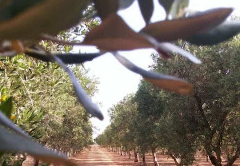 פנסיון Room In B&b   Spacious Quadruple Room In Ancient Masseria Near The Sea In A Quiet Olive Trees