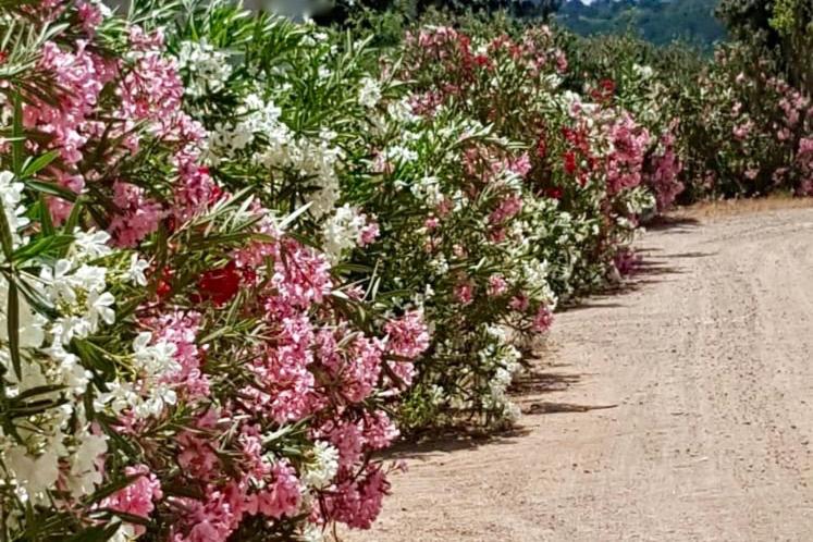 אתר נופש Les Suites De Pertamina