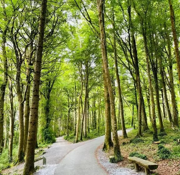 Aamiaismajoitus (B&B) Cedar Lodge Accommodation H91 Cf9d