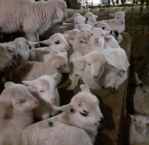 בית מלון כפרי Agriturismo Codula Fuili