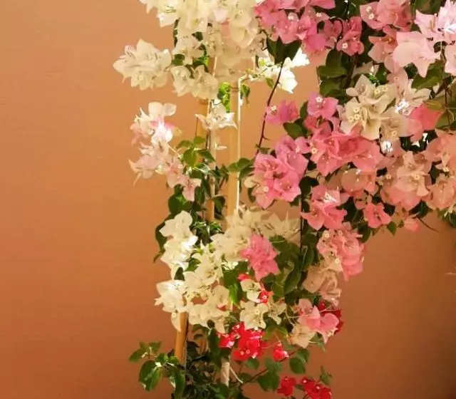 هتل Riad Dar Asam