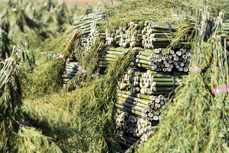 ホテル Sheraton Huzhou Taihu Lake Hot Spring Resort & Spa