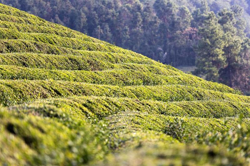 ホテル Sheraton Huzhou Taihu Lake Hot Spring Resort & Spa