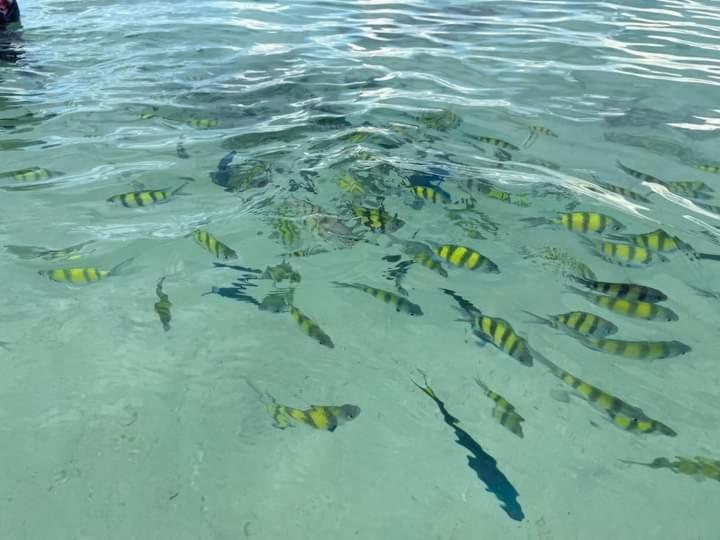 פנסיון Dalum Beachhouse