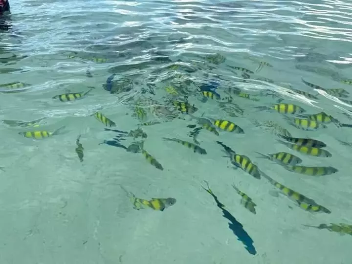 Pensió Dalum Beachhouse