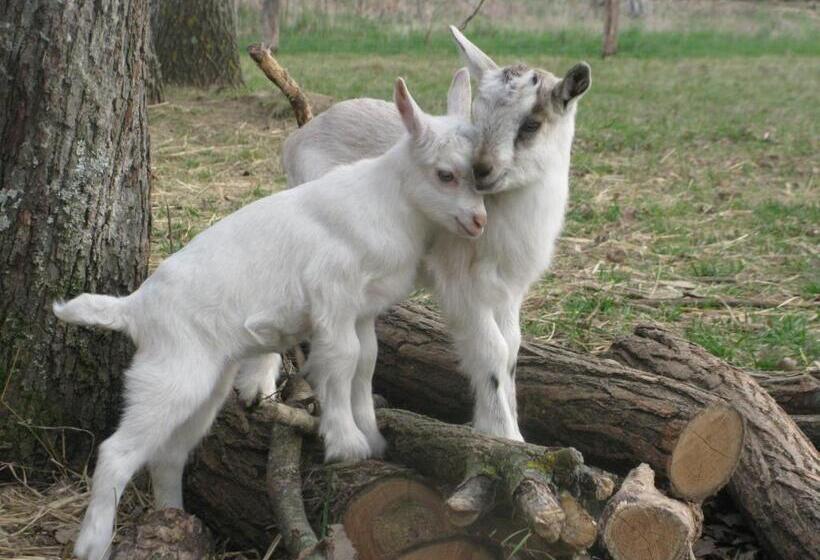 فندق صغير Fürge Róka Porta