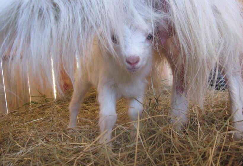 فندق صغير Fürge Róka Porta