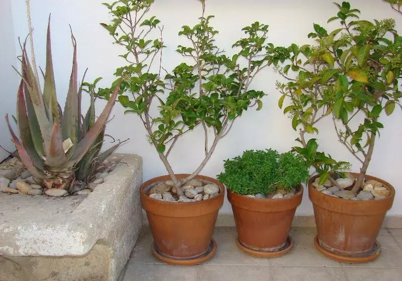 Diamond Apartments & Suites