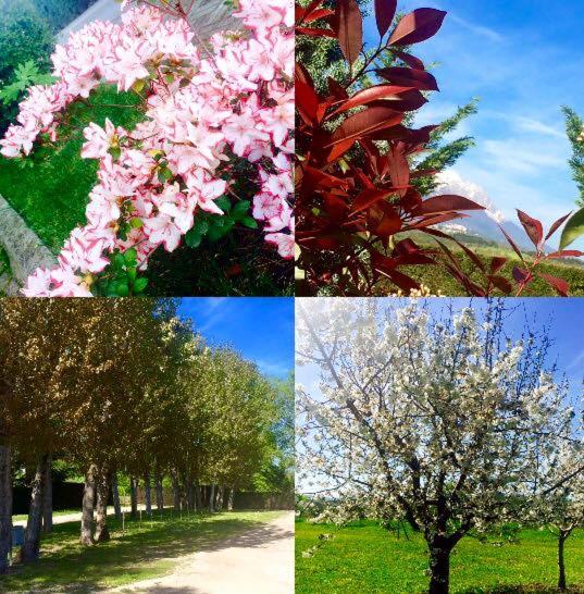 בית מלון כפרי Di Rocco