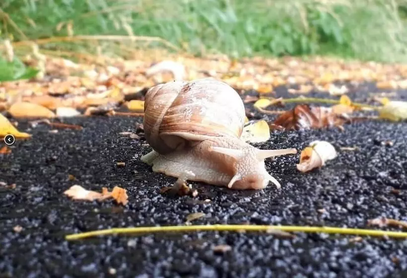 Aamiaismajoitus (B&B) Les Insolites De La Pouillyzotte