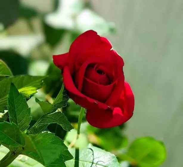 ホテル Kanchan Dehradun