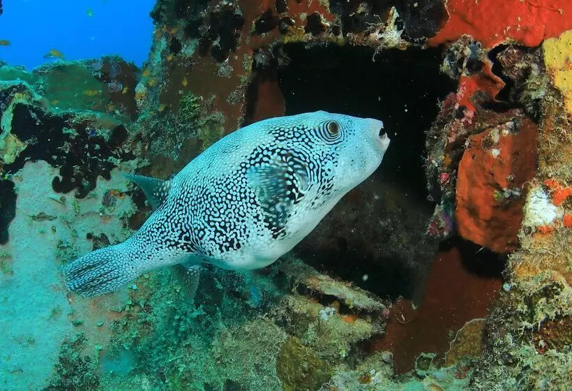 هتل Mirihi Island Resort