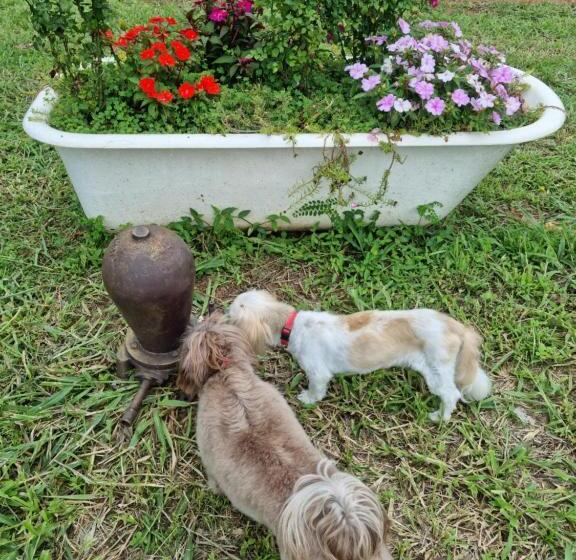 旅馆 Pousada águas Da Canastra