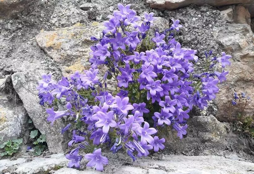 Hotelli Rural Font Del Genil