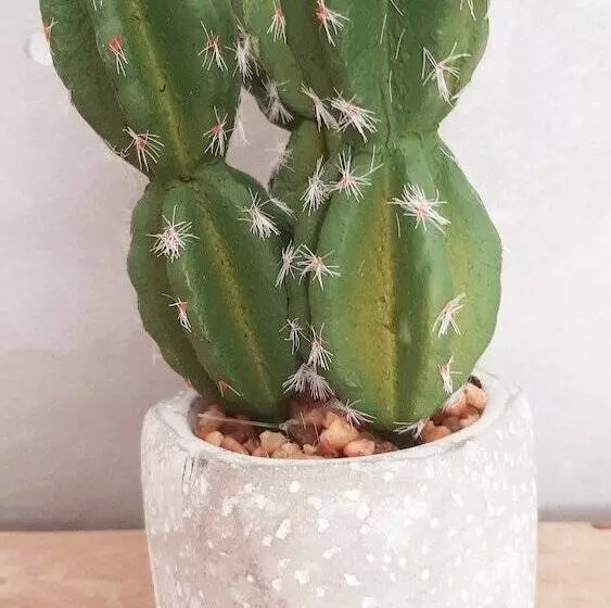 ペンション Allegria Nîmes