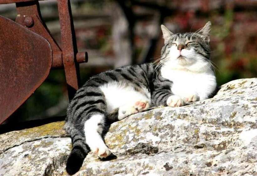 فندق Az Agrituristica Bio Le Macchie Alte