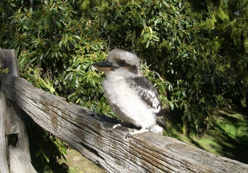 Kalimna Woods Cottages