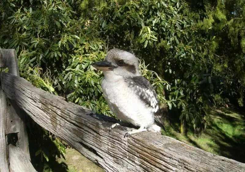 Kalimna Woods Cottages