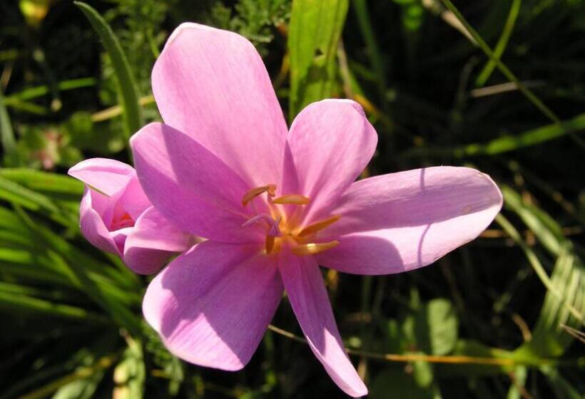 Tornácos Hotel   Hegykő