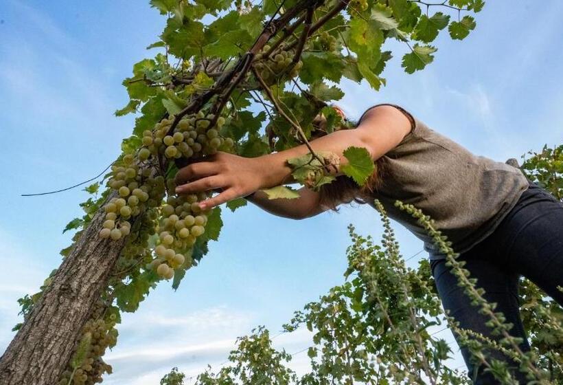 استراحتگاه Château Mosmieri Hotel & Winery