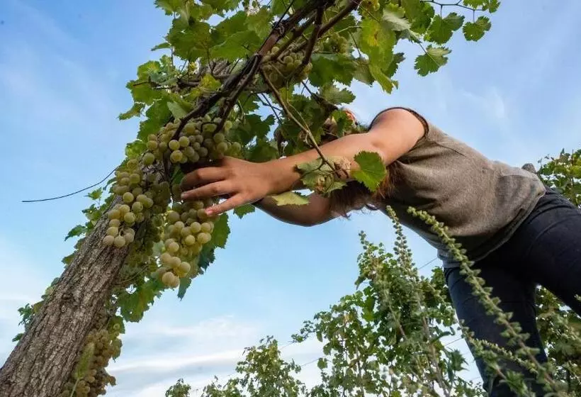 استراحتگاه Château Mosmieri Hotel & Winery