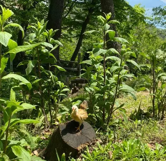 B&b Rifugio Angelina