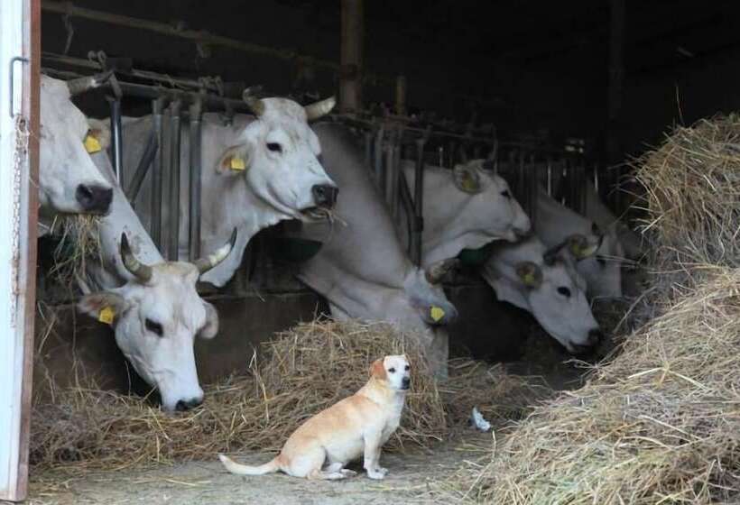 Отель Azienda Agrituristica Colle San Giorgio