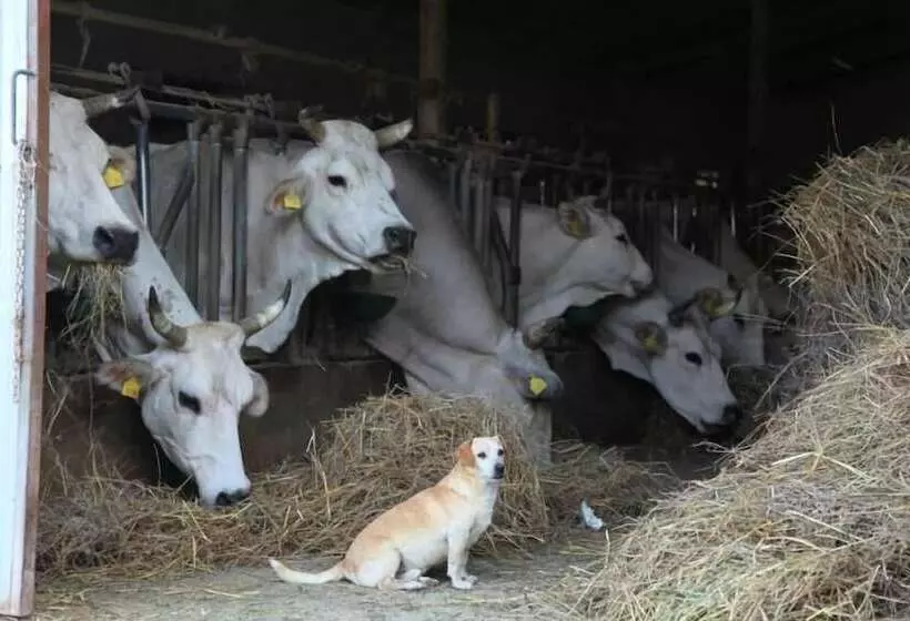 בית מלון כפרי Azienda Agrituristica Colle San Giorgio