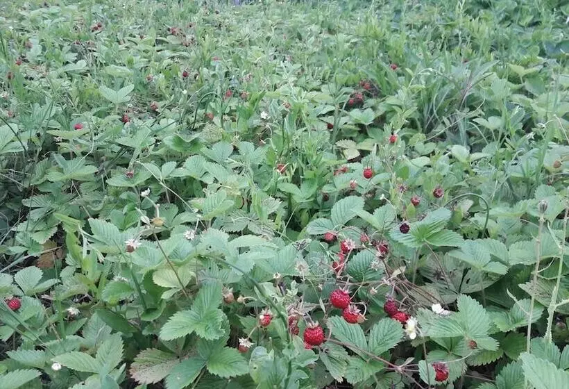 בית מלון כפרי Azienda Agrituristica Colle San Giorgio