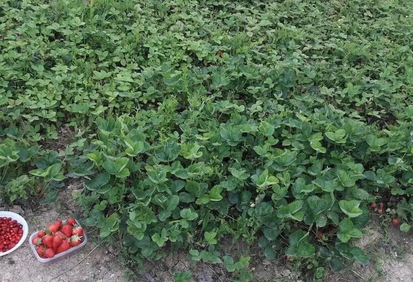 בית מלון כפרי Azienda Agrituristica Colle San Giorgio