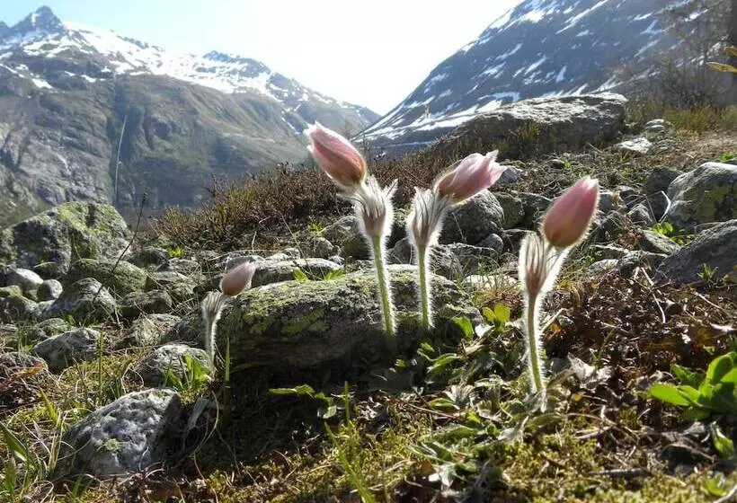 酒店 Restaurant Walliser Sonne