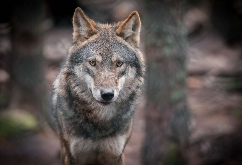 Brit Hotel Confort Deltour Mende