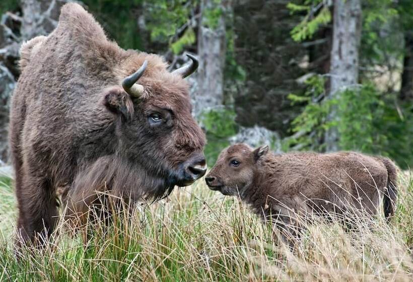 Brit Hotel Confort Deltour Mende